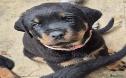 Rottweiler dogs for sale: Rottweiler Puppies in Great Yarmouth - Image 30