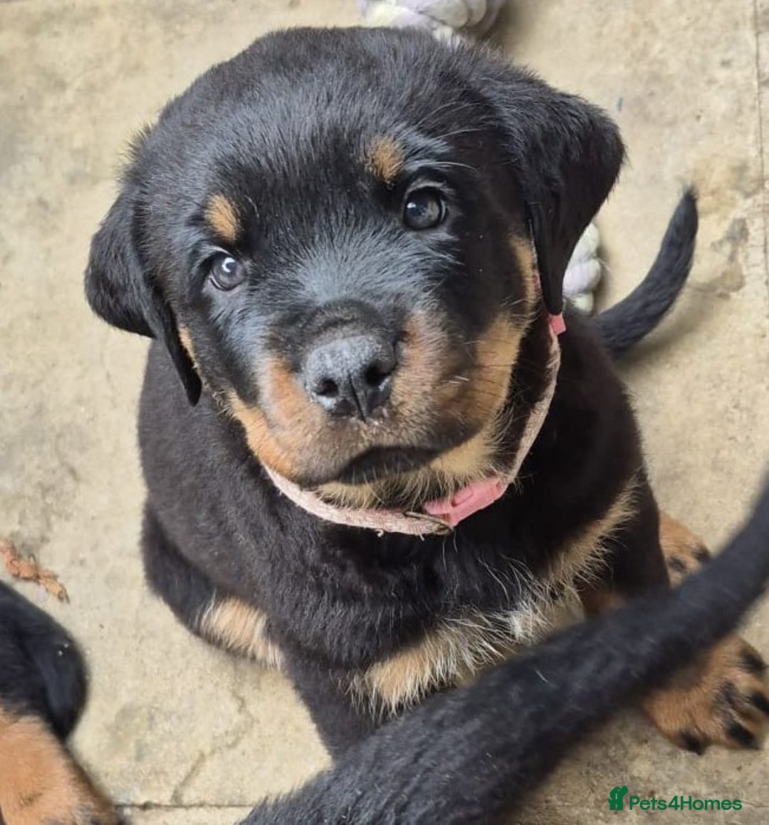 Rottweiler dogs for sale: Rottweiler Puppies in Great Yarmouth - Image 30