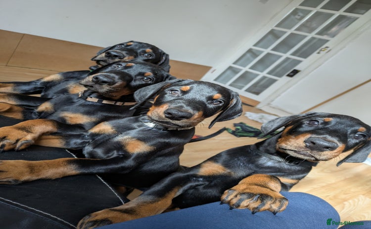Dobermann dogs - Advert 2