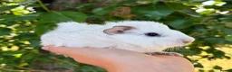 Guinea Pig rodents for sale: LOTS of Stunning Baby Girl Guinea Pigs 💗 - Advert 16