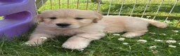 Golden Retriever dogs for sale: Beautiful KC Golden Retriever Puppies - Advert 22