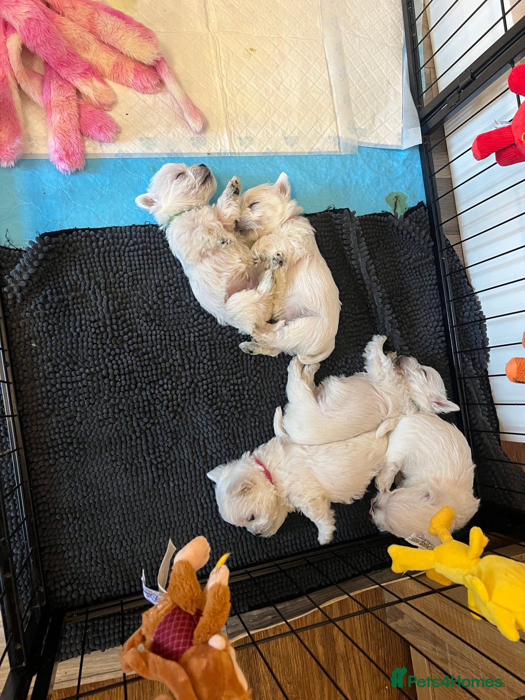 West Highland Terrier dogs for sale: !!CHAMPION LINES!! West highland terriers  - Image 1