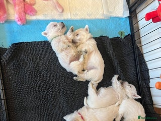 West Highland Terrier dogs - Advert 1