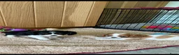 Cavalier King Charles Spaniel dogs for sale: K C Reg Cavalier King Charles  - Advert 3