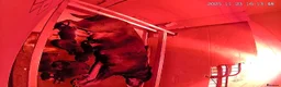 Rottweiler dogs for sale: IVOR KC REG ROTTWEILER PUP - Advert 8