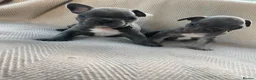 French Bulldog dogs for sale: French bulldog puppy's  - Advert 13