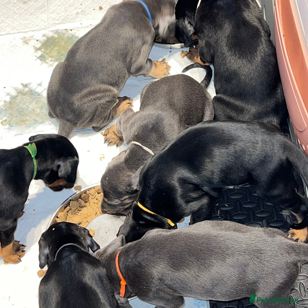 Dobermann dogs for sale: Litter of 9 beautiful Doberman puppies - Advert 4