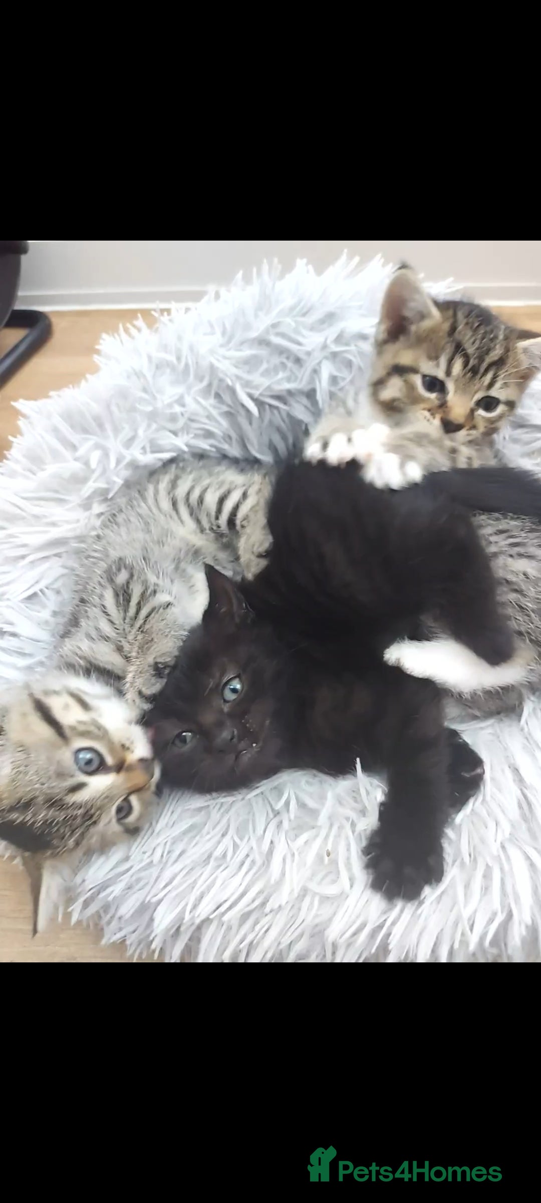 Mixed Breed cats for sale: Beautiful kittens 🥰 - Advert 17