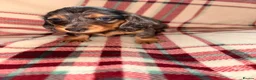 Dachshund dogs for sale: Quality Dachunds - Advert 17