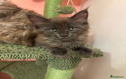 Maine Coon cats for sale: TICA Registered Maine Coon Kittens - Image 16