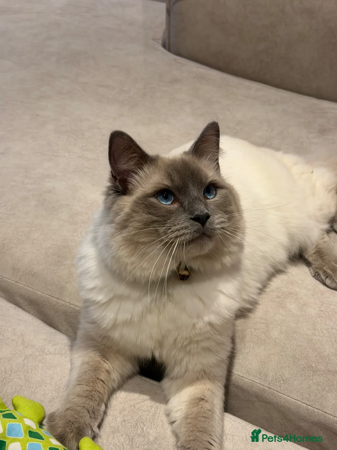 Ragdoll cats for stud: Blue point ragdoll stud  - Advert 2
