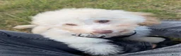 Miniature Poodle dogs for sale: 🐩 Beautiful Cream Miniature Poodle in Stoke-on-Trent - Advert 2