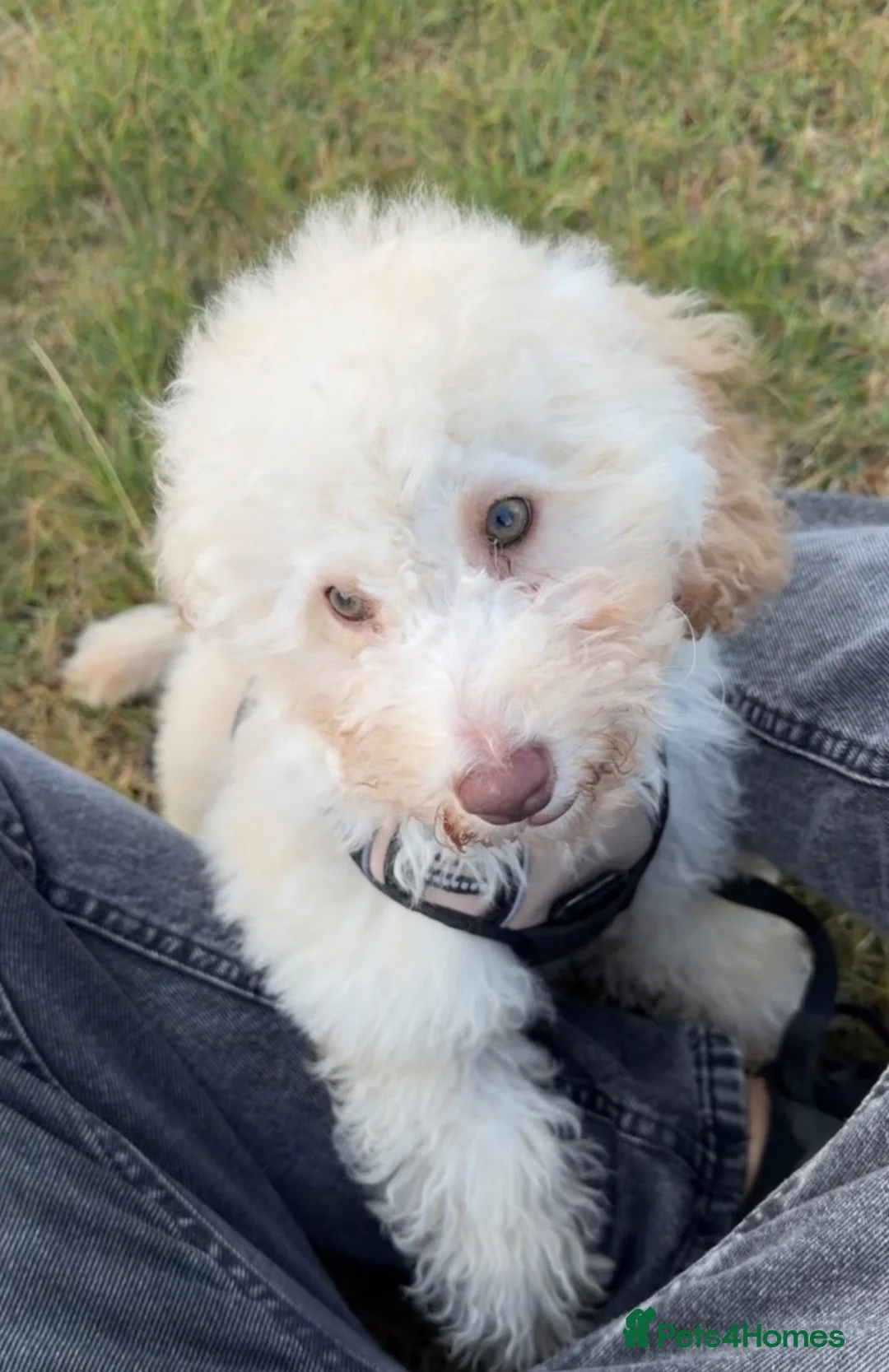 Miniature Poodle dogs for sale: 🐩 Beautiful Cream Miniature Poodle in Stoke-on-Trent - Advert 2
