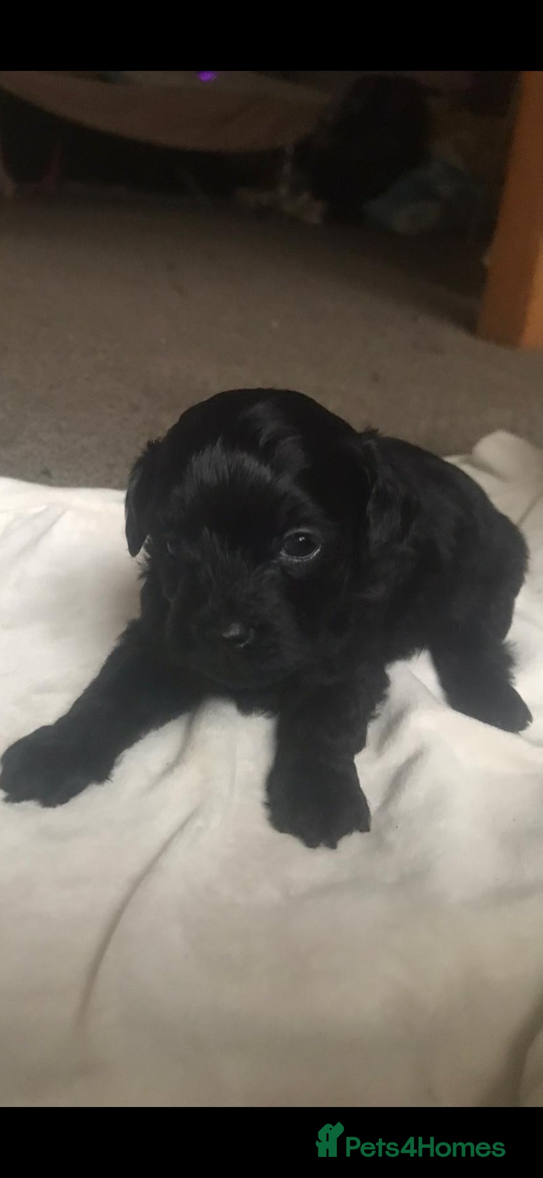 Shihpoo dogs for sale: Stunning shipoo f1b puppies - Advert 4
