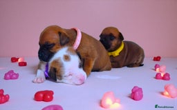 Staffordshire Bull Terrier dogs for sale: SHOW QUAILTY RED STAFF PUPPIES  - Image 9
