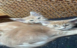 Maine Coon cats for sale: Maine coon  - Image 19