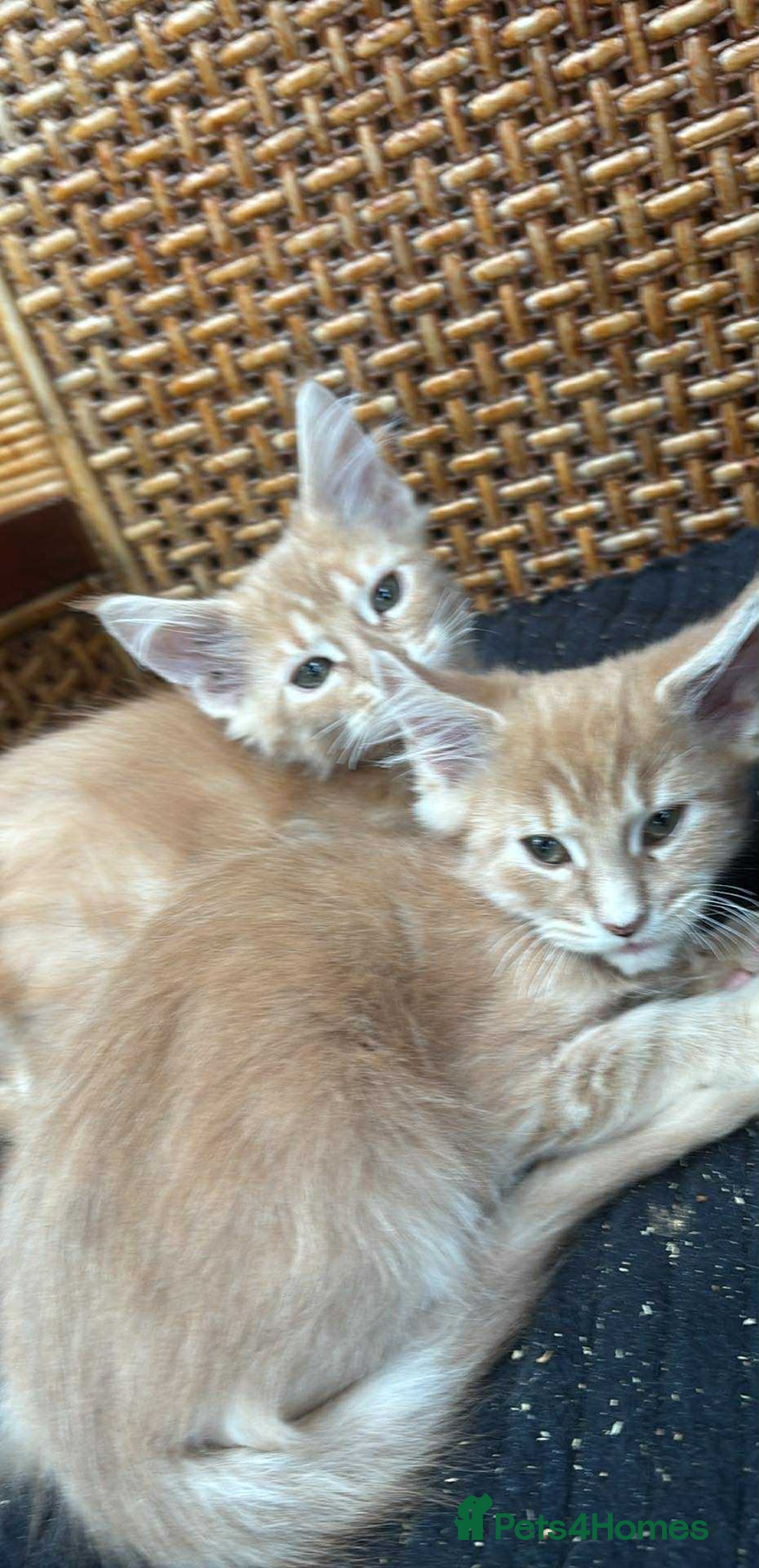 Maine Coon cats for sale: Maine coon  - Image 19