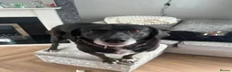 Mixed Breed dogs for adoption: Dilly is sadly looking for a new forever home in Hartlepool - Advert 1