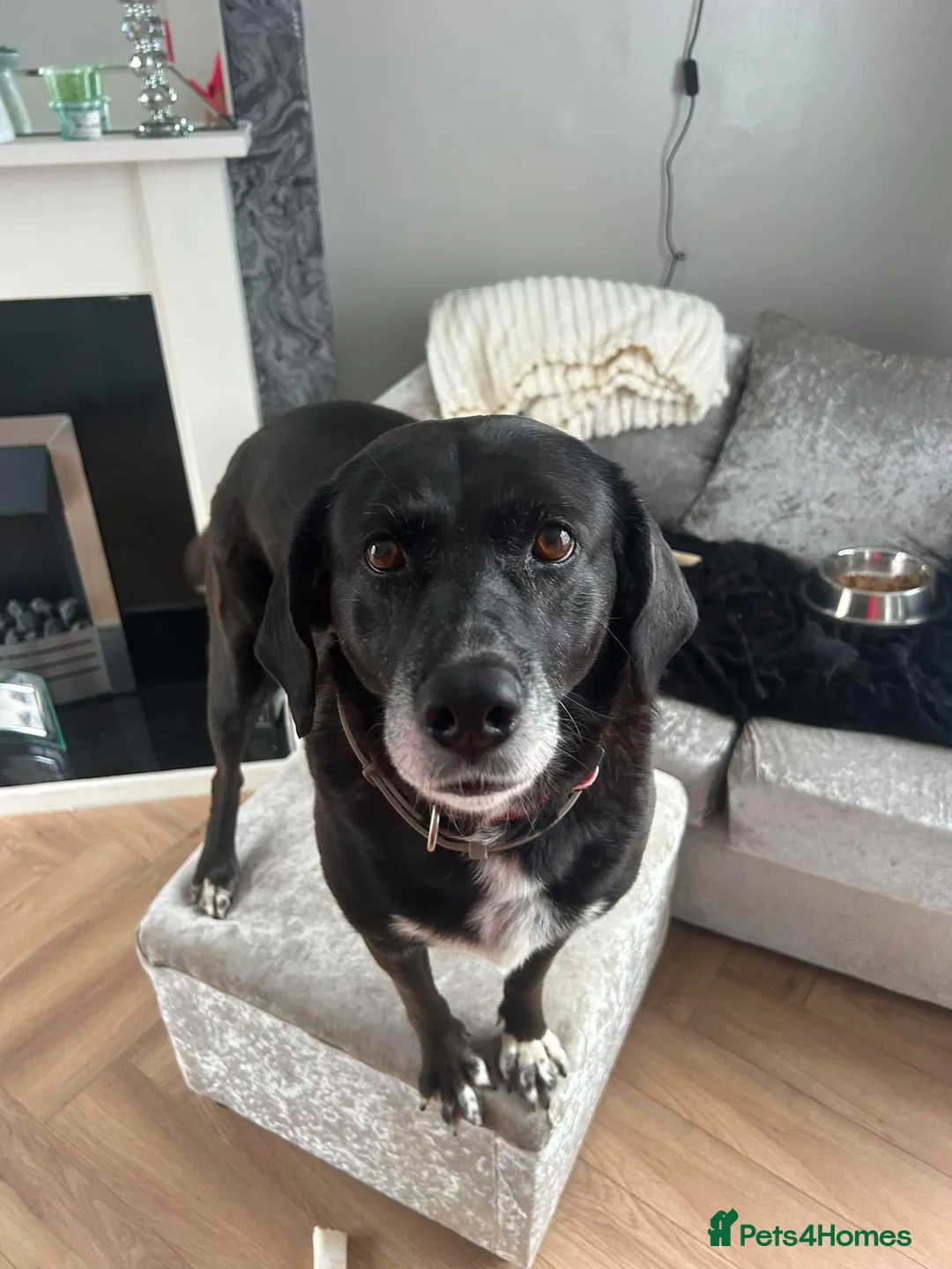 Mixed Breed dogs for adoption: Dilly is sadly looking for a new forever home in Hartlepool - Advert 1