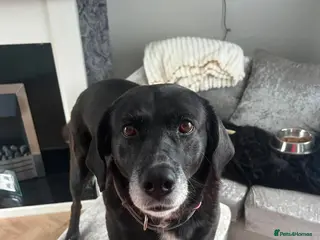 Mixed Breed dogs Dilly is sadly looking for a new forever home - Advert 1