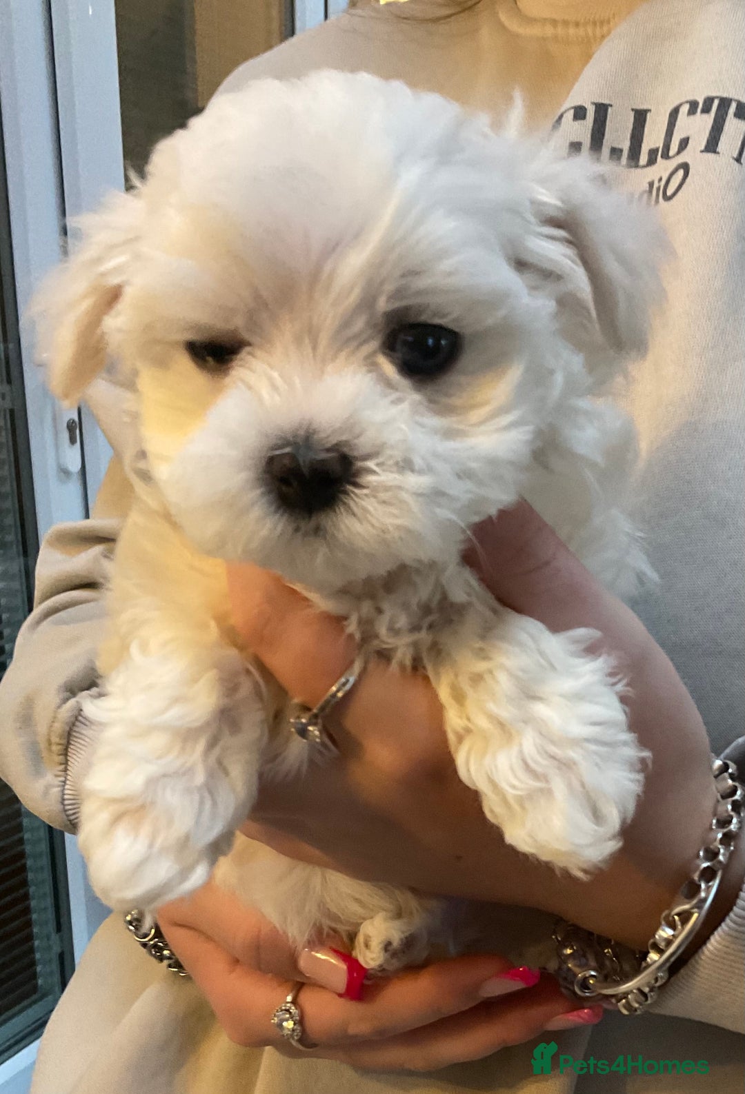 Maltese dogs for sale: Maltese puppies Kc registered  - Advert 10