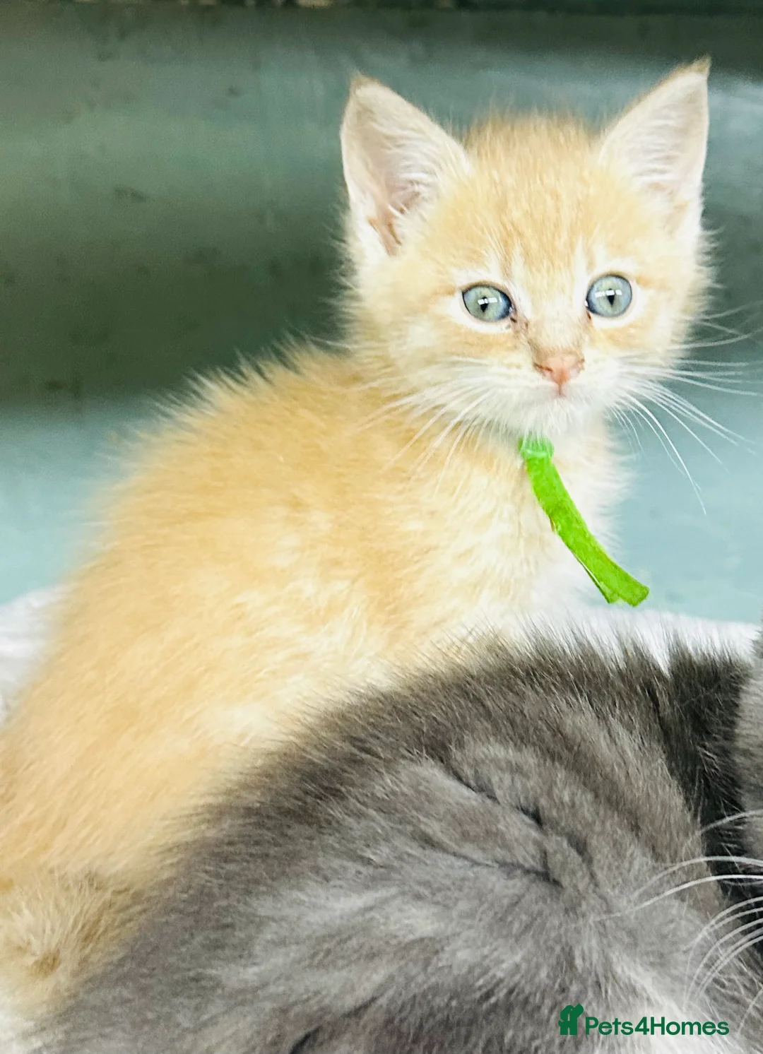 Maine Coon cats for sale: Mainecoons  - Advert 5