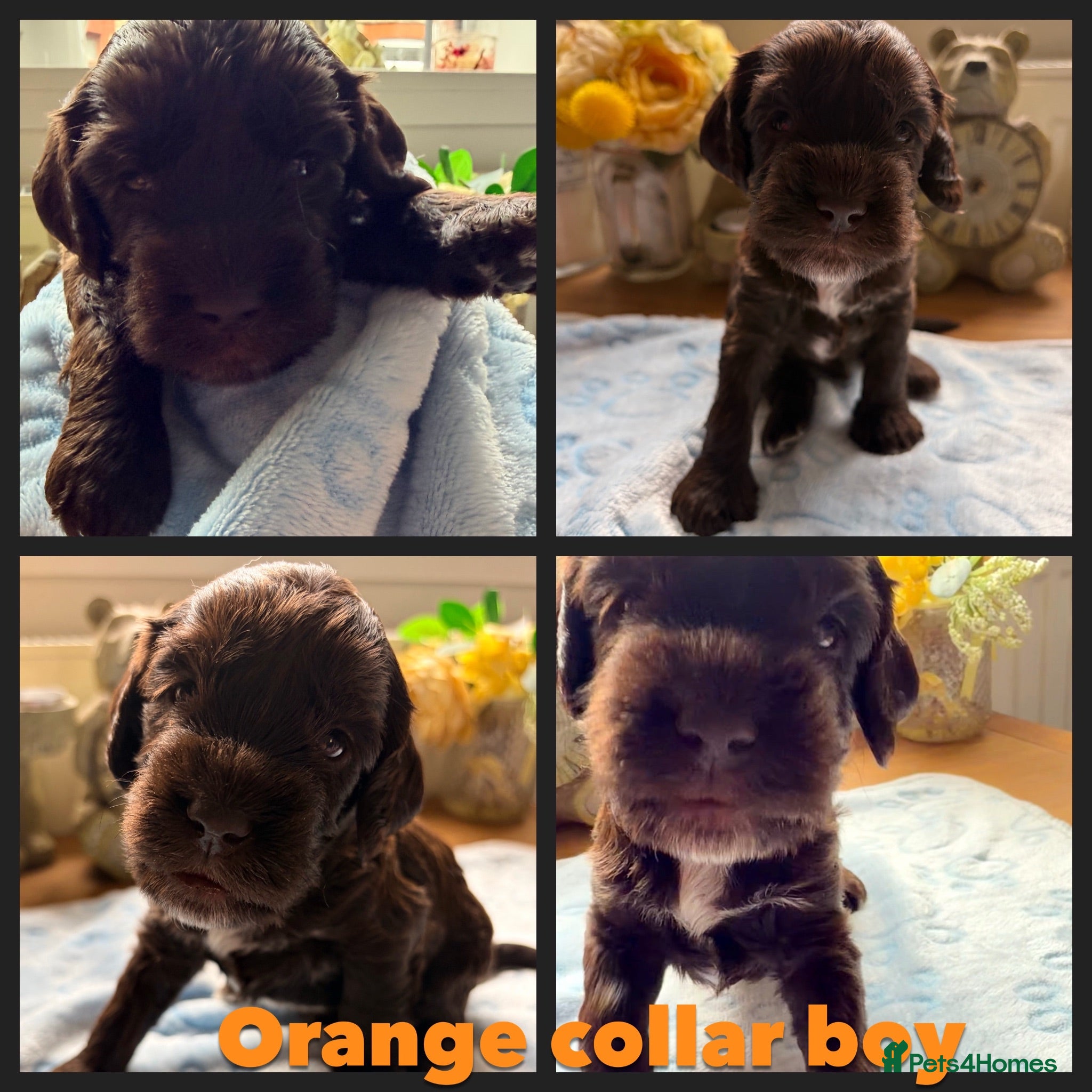 Cockapoo dogs F1B Cockapoo puppies - Advert 1