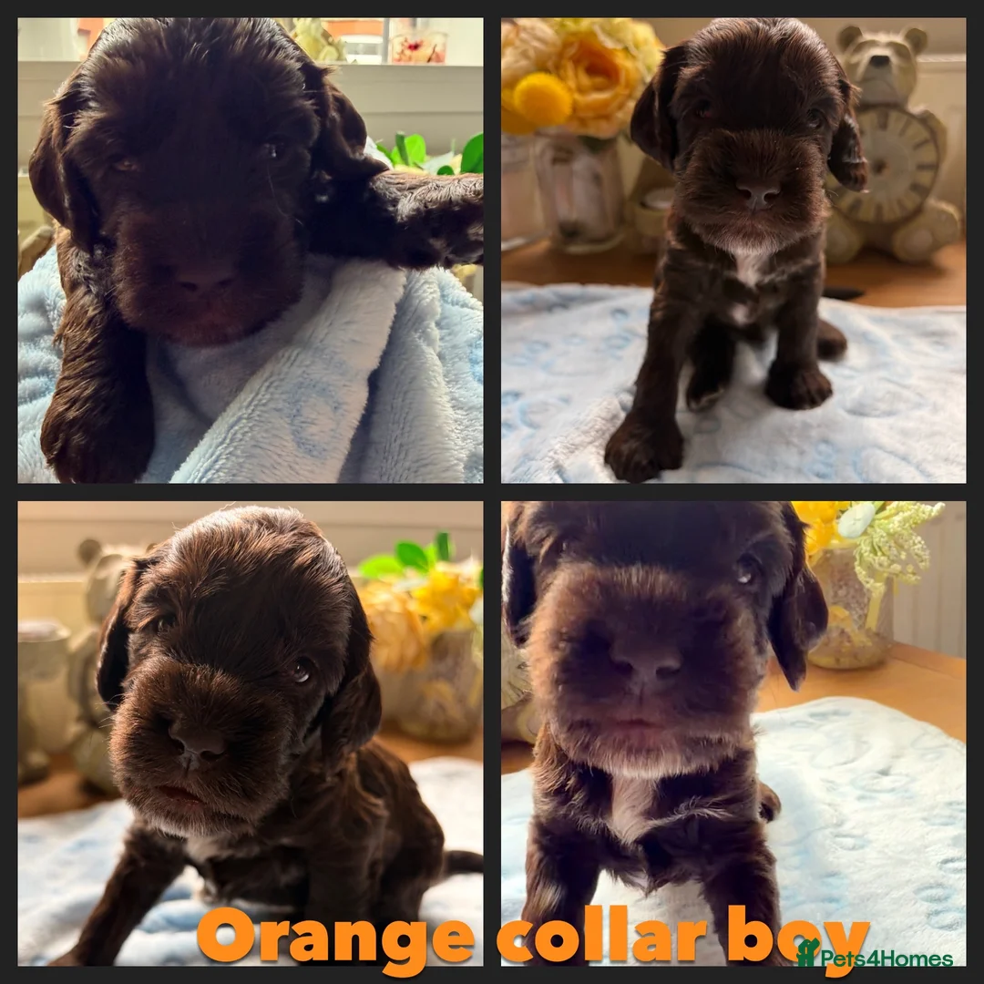 Cockapoo dogs for sale: F1B Cockapoo puppies - Advert 1