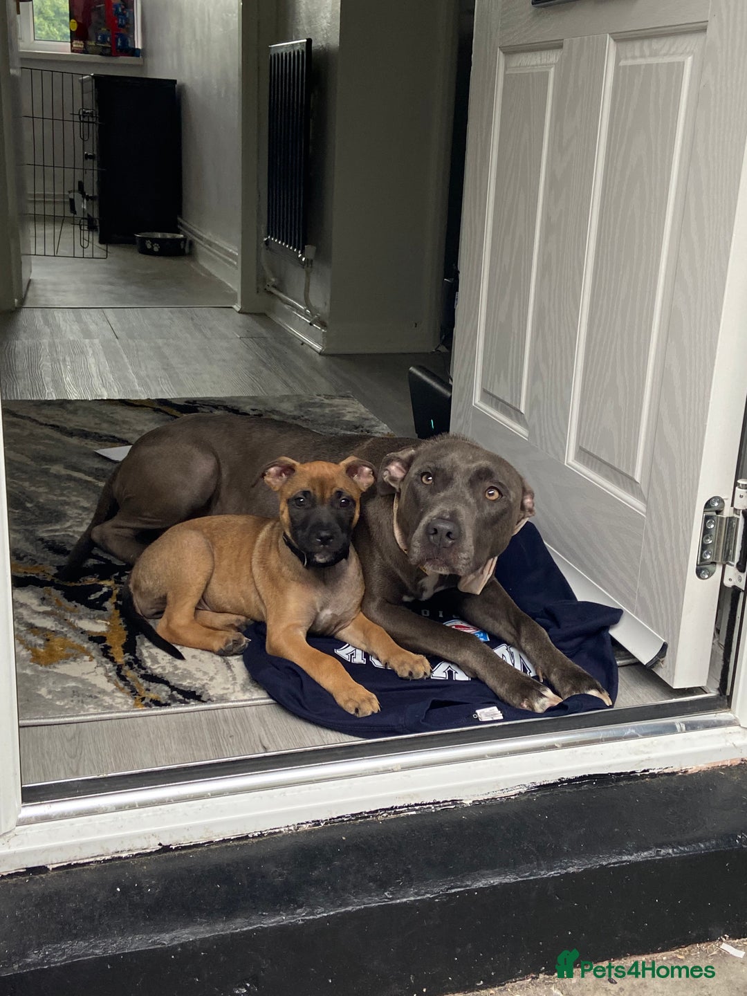 Mixed Breed dogs for sale: Mum and puppy for sale - Image 2