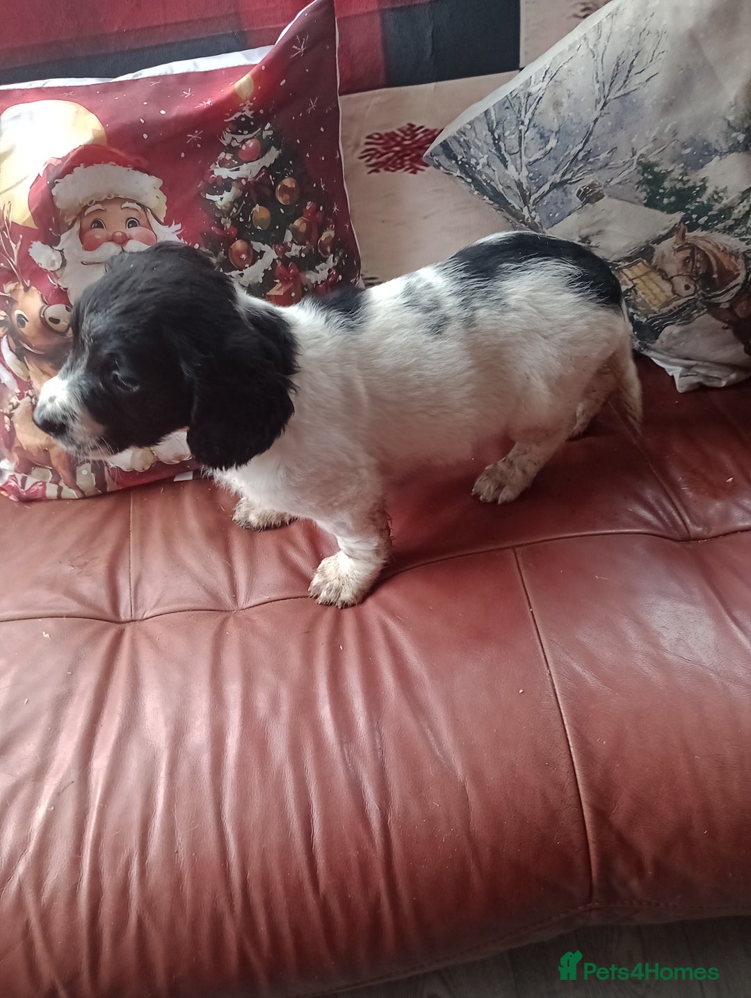 English Springer Spaniel dogs for sale: Adorable English springer spaniels - Advert 13