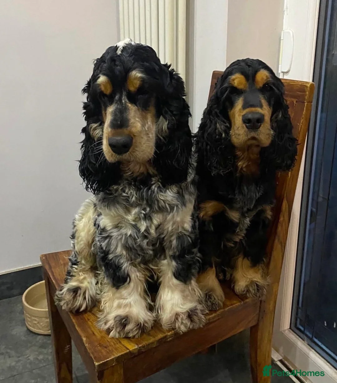 Cocker Spaniel dogs for sale: Cocker Spaniel Show Type - Advert 16