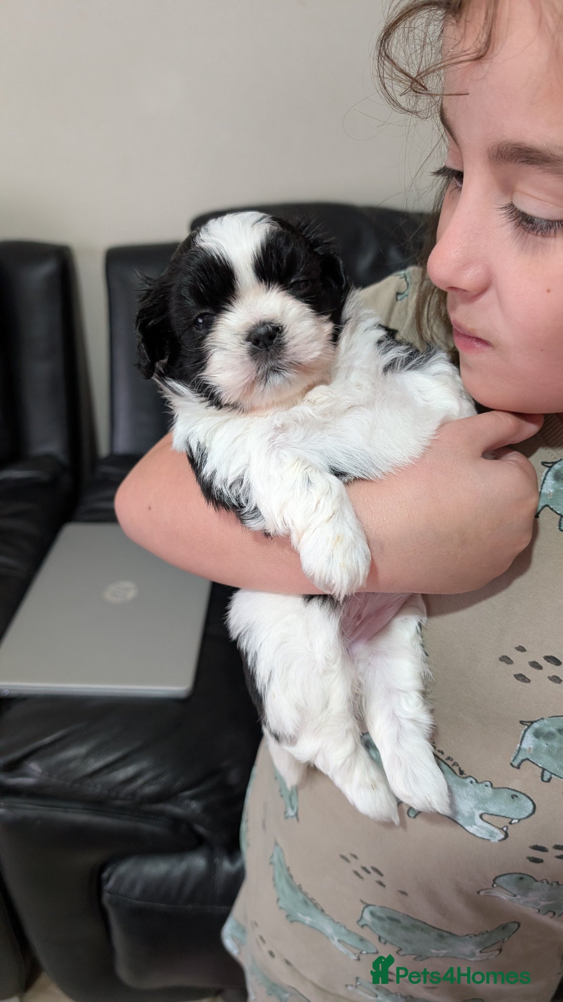 Shih Tzu dogs Only one girl KC reg Shih Tzu puppy available  - Advert 1