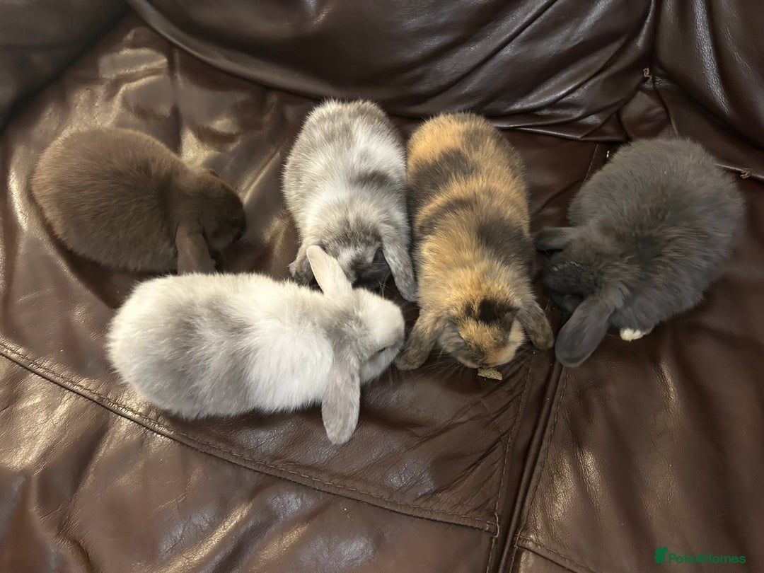 Mini Lop rabbits for sale: Lovely baby minilops for sale  - Image 1