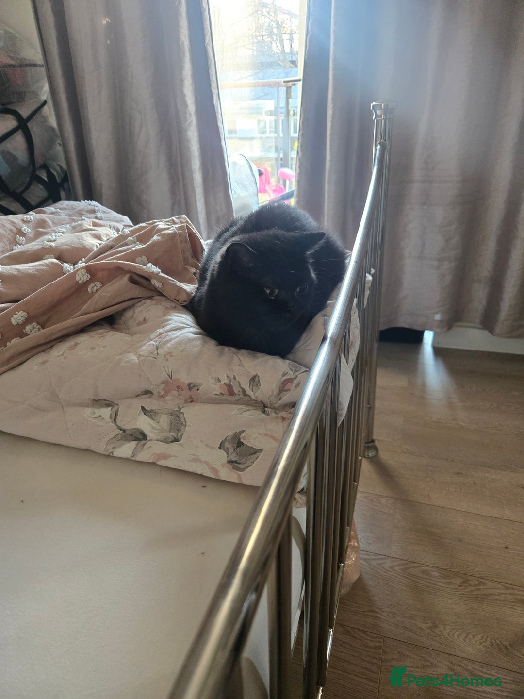 British Shorthair cats for sale: British Shorthair Black female - Advert 20