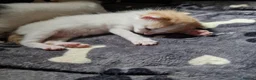 Mixed Breed cats for sale: Beautiful kittens  - Advert 2