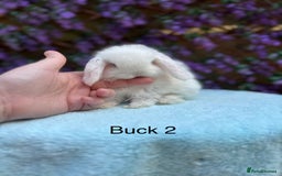 Mini Lop rabbits for sale: Pure bred Mini lops  - Image 6