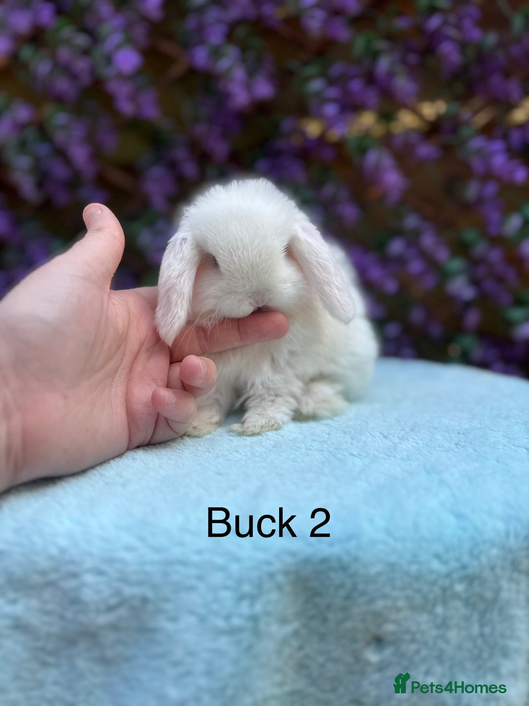 Mini Lop rabbits for sale: Pure bred Mini lops  - Image 6