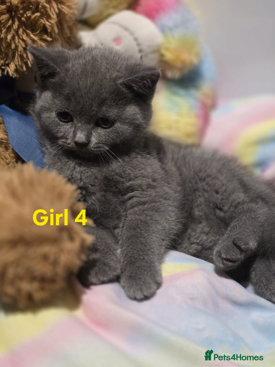 British Shorthair cats for sale: British Short Hair  - Advert 4