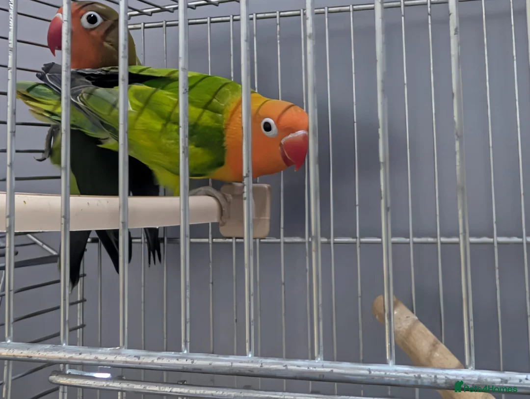 Lovebirds birds for sale: Hand Reared New Born Love Birds - Advert 11