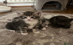 Bengal cats for sale: Bengal cross kittens one grey boy one brown girl - Image 21