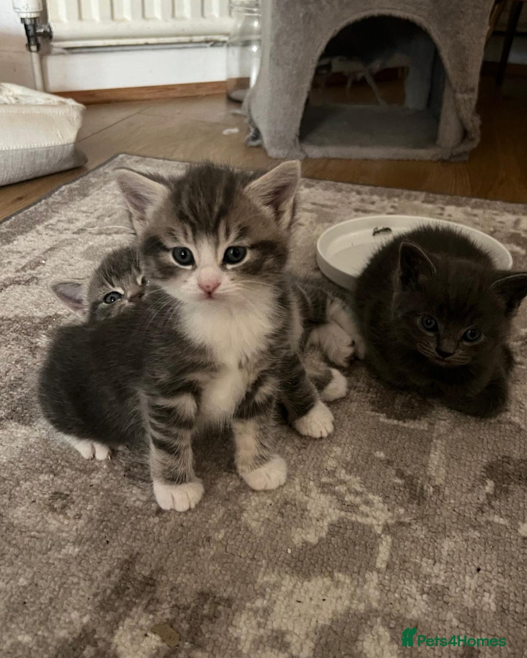 Bengal cats for sale: Bengal cross kittens one grey boy one brown girl - Image 21