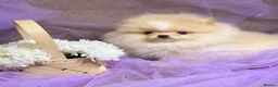 Pomeranian dogs for sale: KC Registered Pomeranian  – Boy & Girl Available in Romford - Advert 3