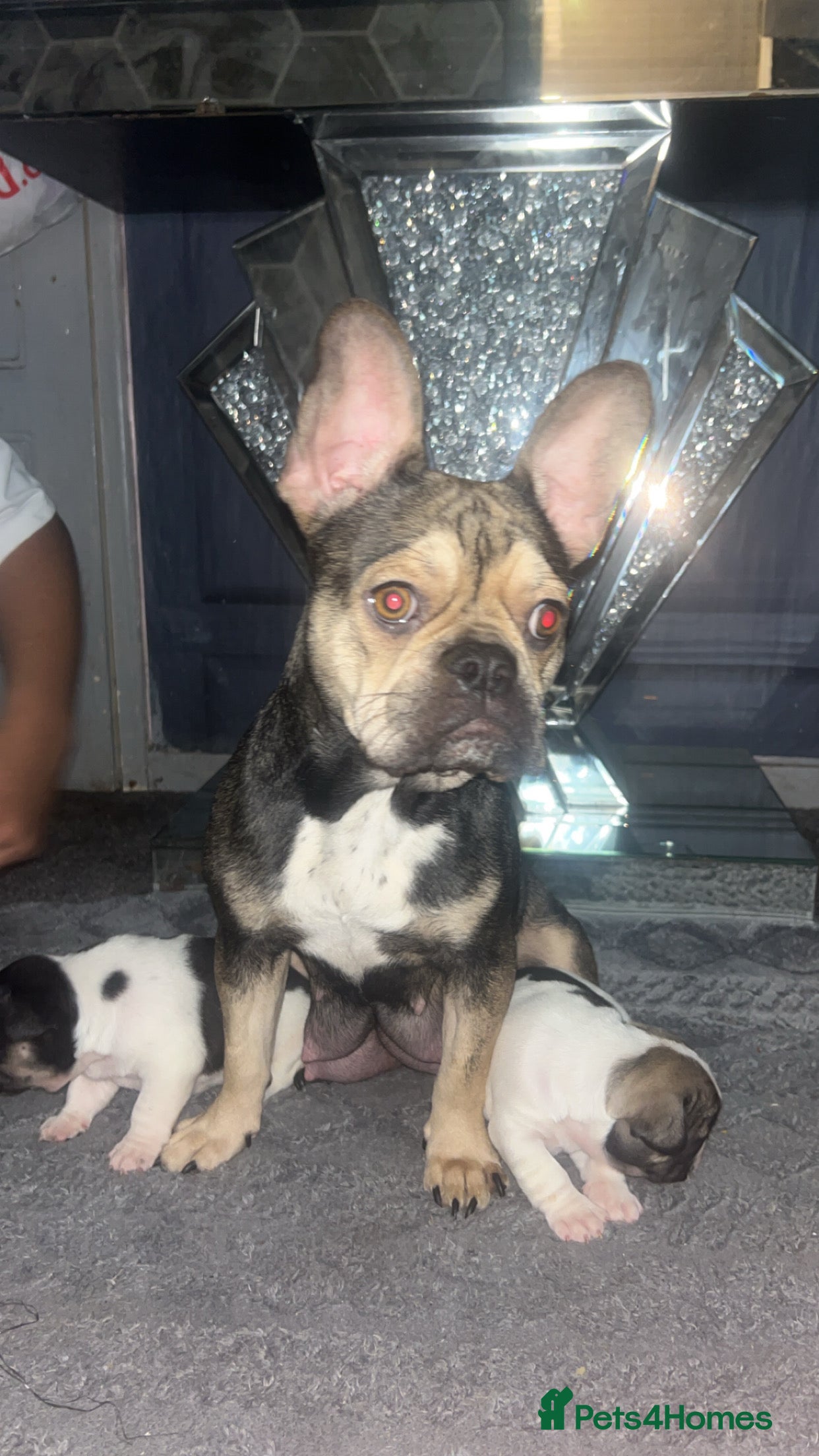 French Bulldog dogs French bulldog  - Advert 1