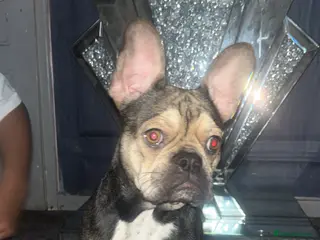 French Bulldog dogs French bulldog - Advert 1