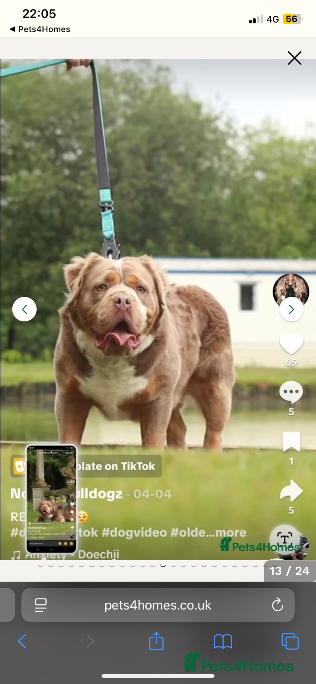 Olde English Bulldogge dogs for sale: Olde English bulldog puppies ready to leave  - Advert 10