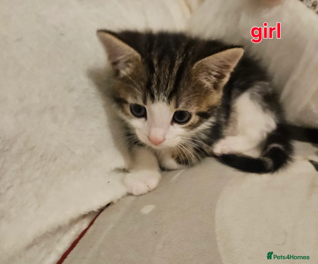 Mixed Breed cats for sale: Adorable kiitens - Advert 3