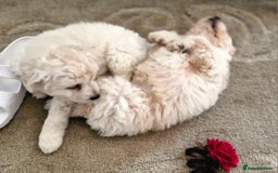 Mixed Breed dogs for sale: Maltipoo puppies All sold.  - Image 18