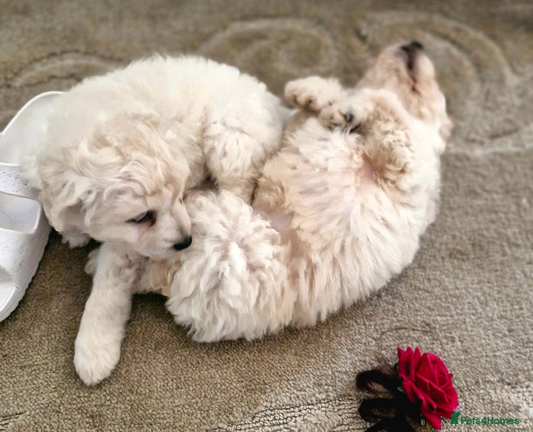 Mixed Breed dogs for sale: Maltipoo puppies All sold.  - Image 18