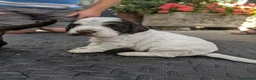 Cocker Spaniel dogs for sale: KC Excellent pedigree . Litter of 4 Handsome pups  - Advert 4