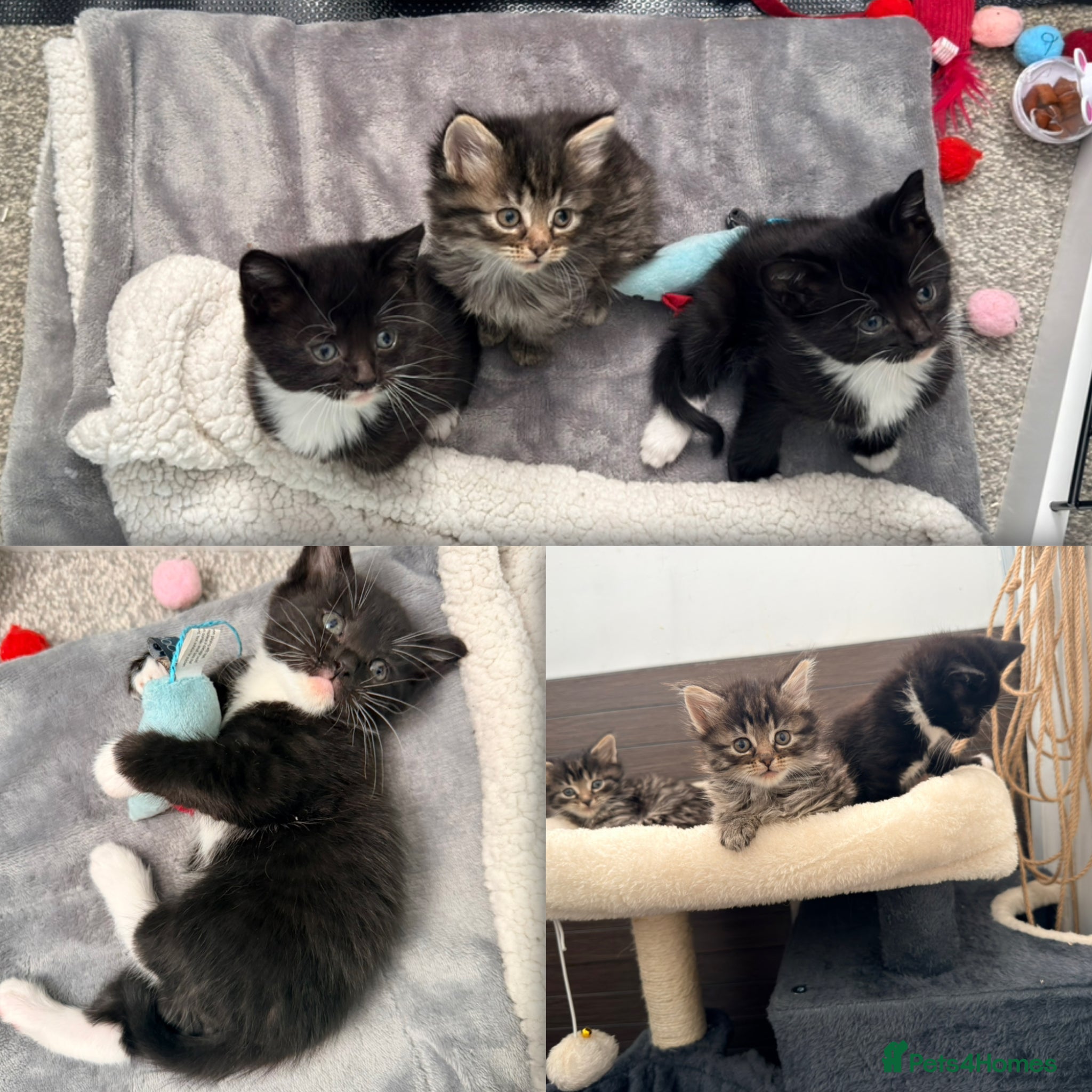 Maine Coon cats Maine coon x Bombay x Tabby - Advert 4